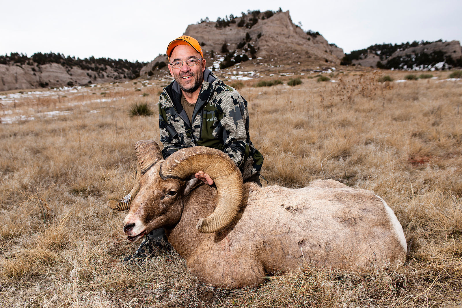 Bighorn sheep